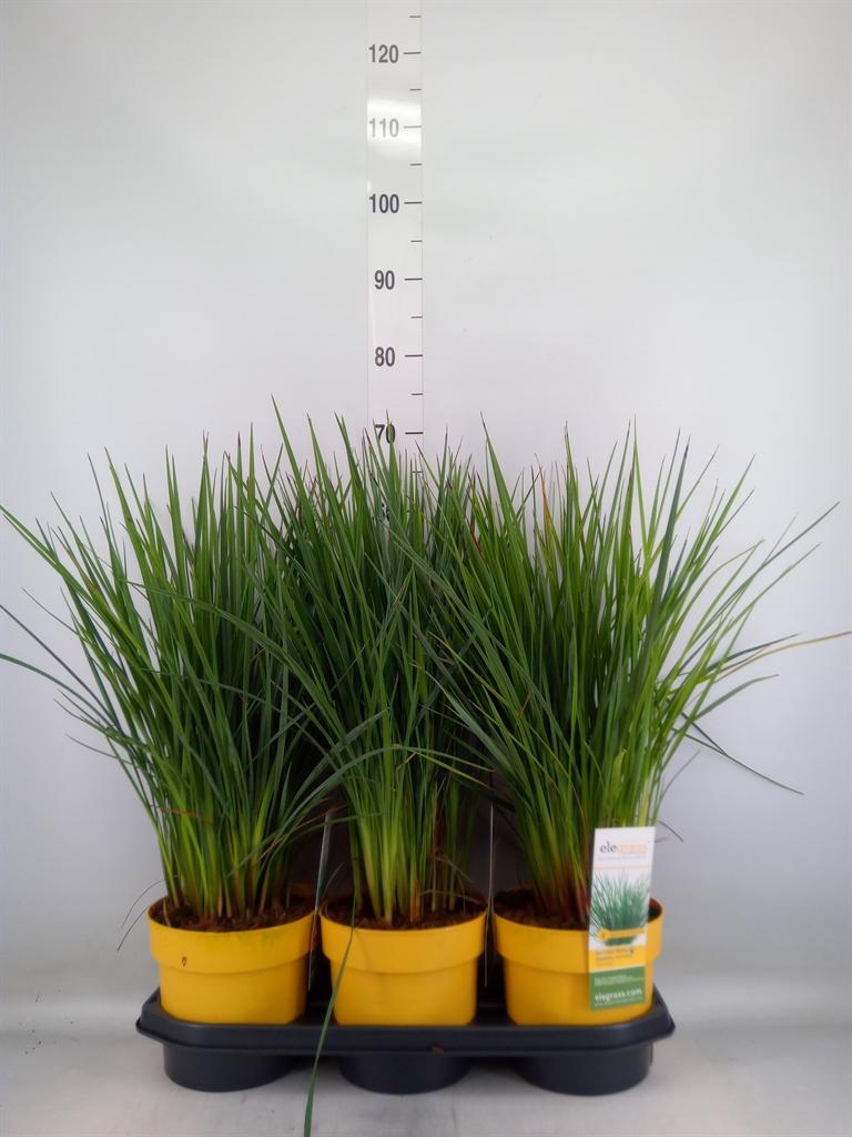 Горшечные цветы и растения оптом Dianella Caerulea от 3шт из Голландии с доставкой по России