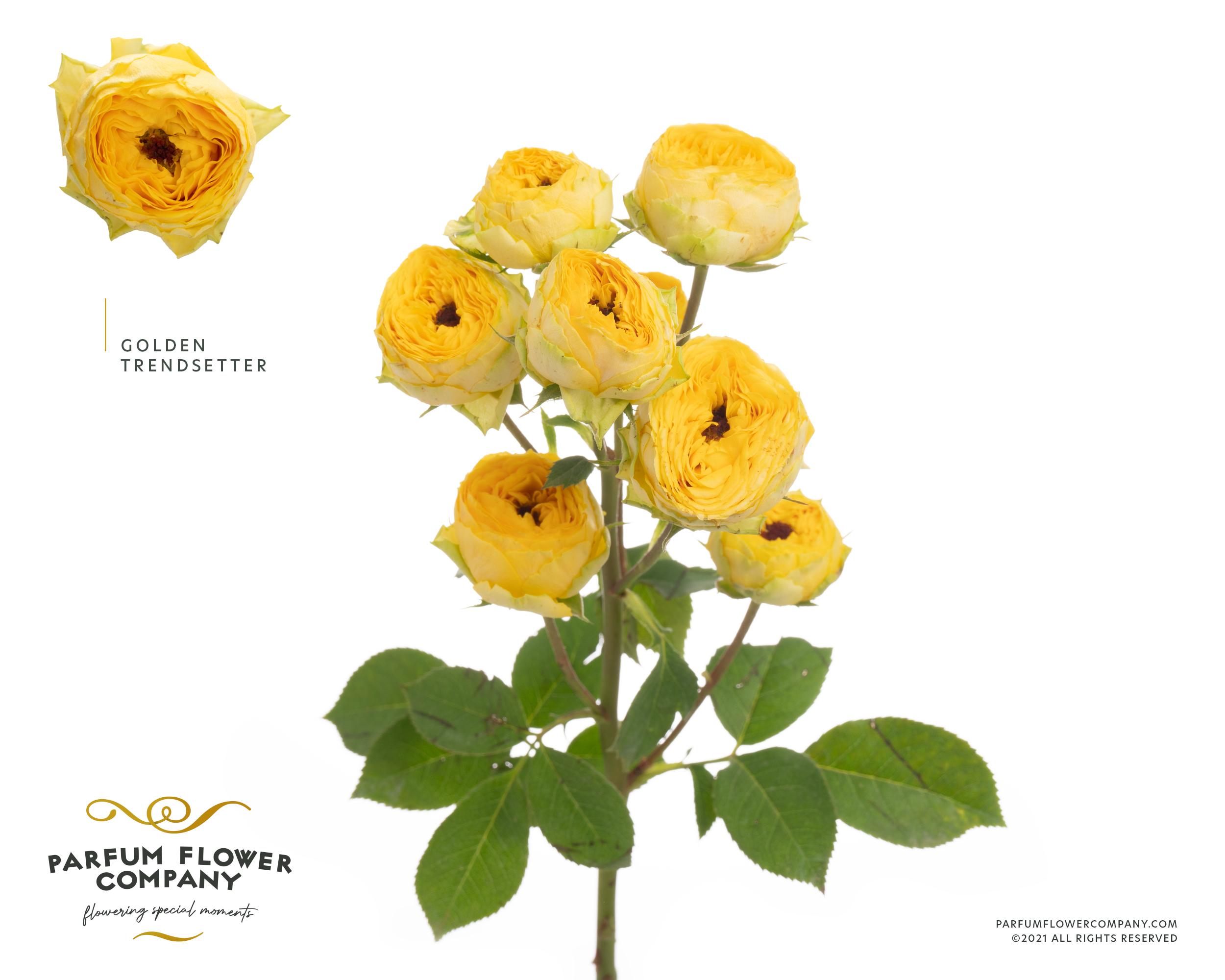 Срезанные цветы оптом Rosa spray golden trendsetter от 12шт из Голландии с доставкой по России