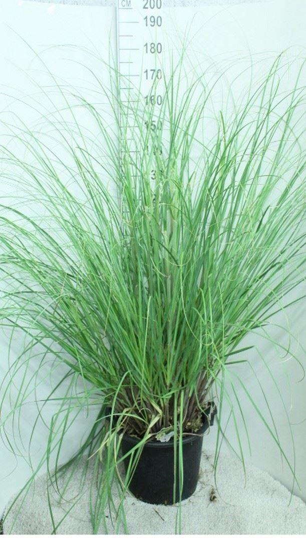Горшечные цветы и растения оптом Cortaderia Sell. pumila от 1шт из Голландии с доставкой по России