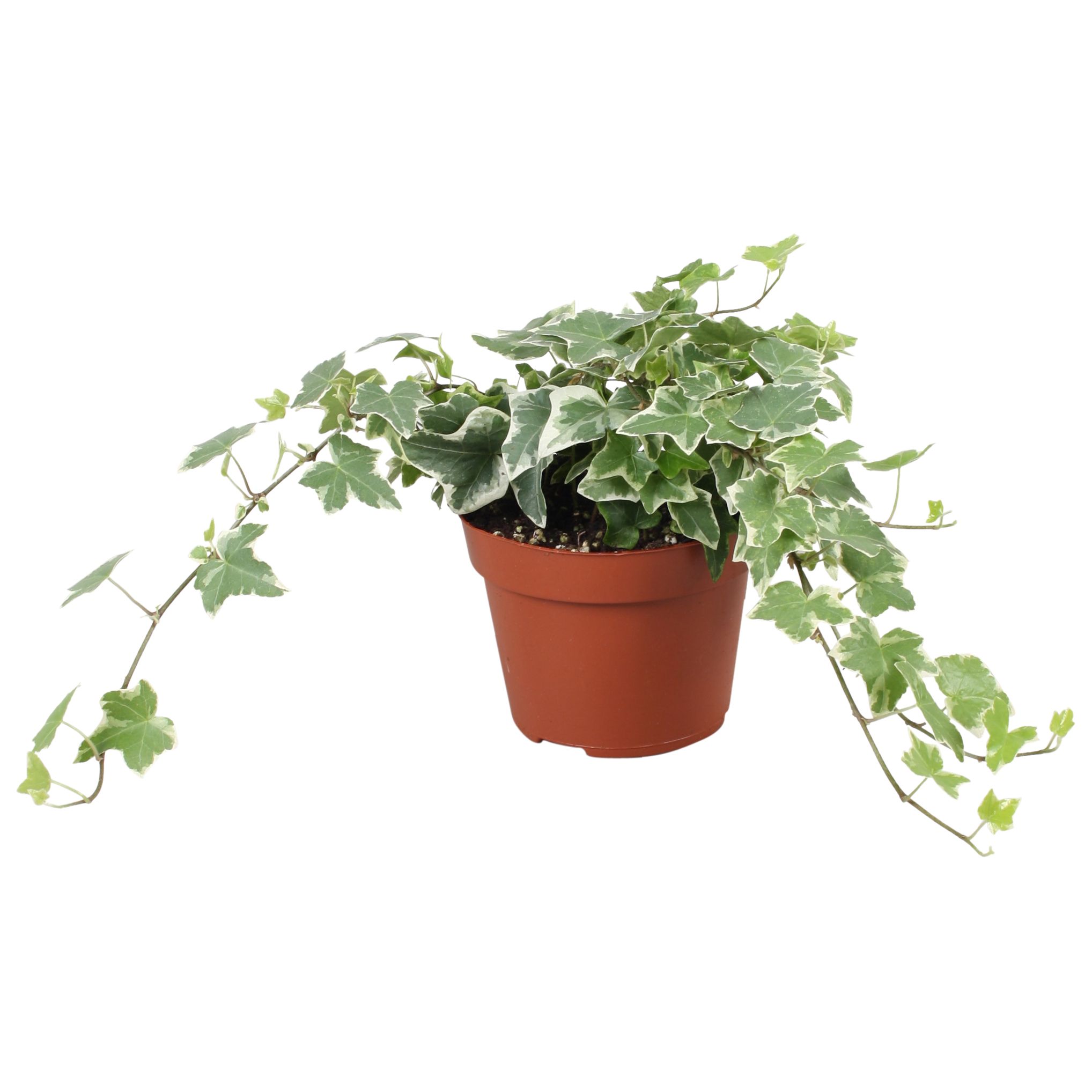 Горшечные цветы и растения оптом Hedera Helix Overig Bont от 8шт из Голландии с доставкой по России