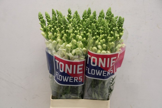 Срезанные цветы оптом Antirrhinum white от 60шт из Голландии с доставкой по России