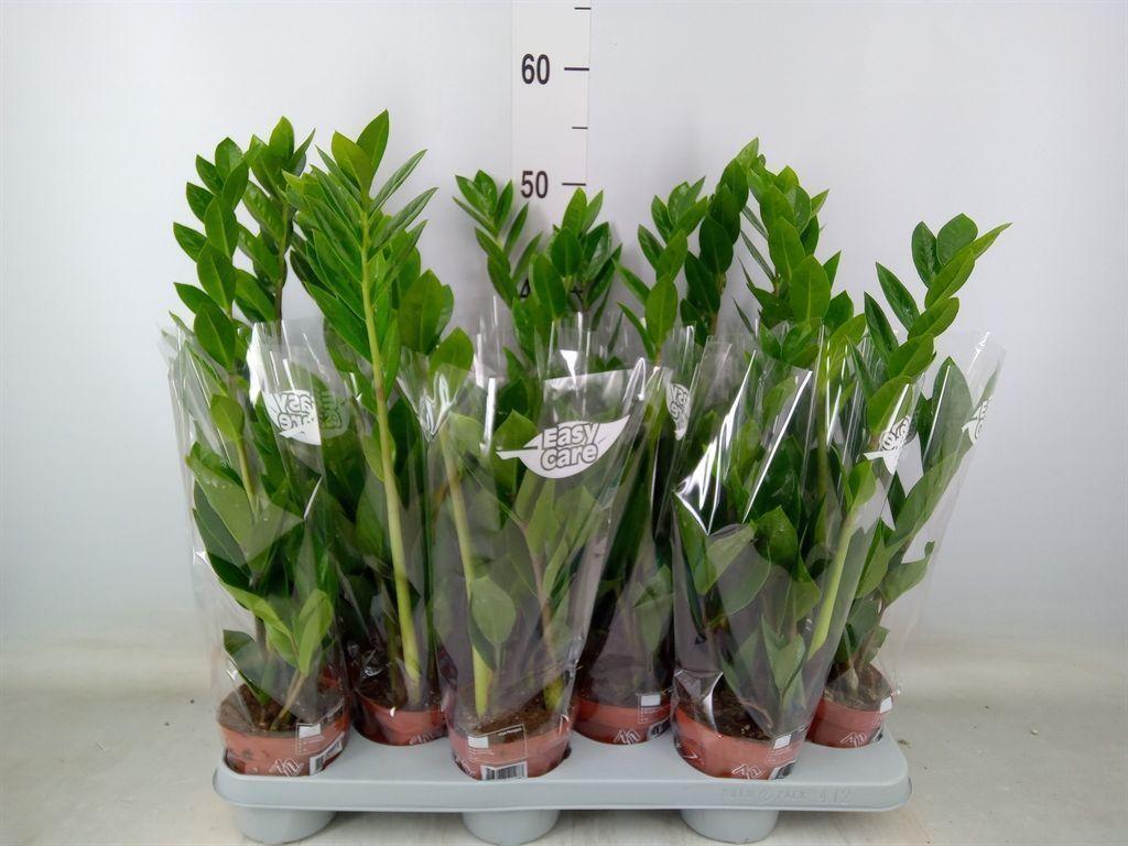 Горшечные цветы и растения оптом Zamioculcas Zamiifolia от 12шт из Голландии с доставкой по России