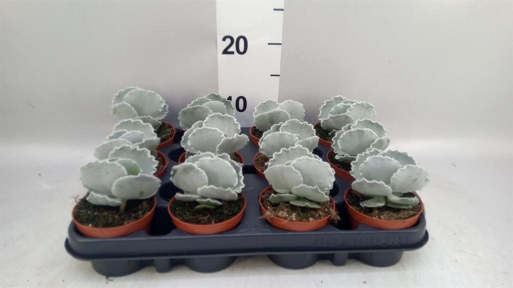Горшечные цветы и растения оптом Cotyledon Undulata от 12шт (для телеги) из Голландии с доставкой по России