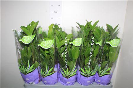 Горшечные цветы и растения оптом Zamio Zamiifolia 5+ от 10шт из Голландии с доставкой по России