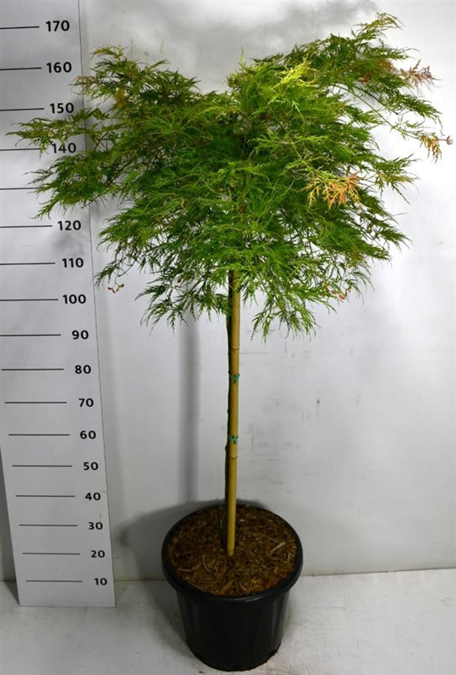 Горшечные цветы и растения оптом Acer Palm Green Lace On Stem от 1шт из Голландии с доставкой по России