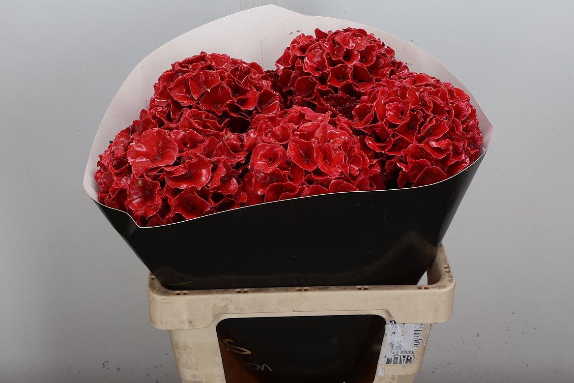 Срезанные цветы оптом Hydrangea paint wax red light от 5шт из Голландии с доставкой по России