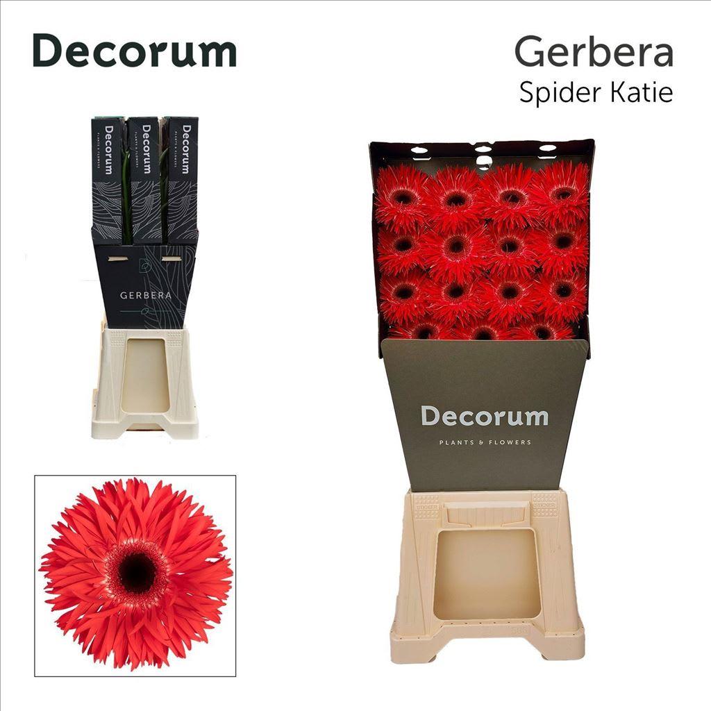 Срезанные цветы оптом Gerbera diamond gerspider katie+ от 45шт из Голландии с доставкой по России