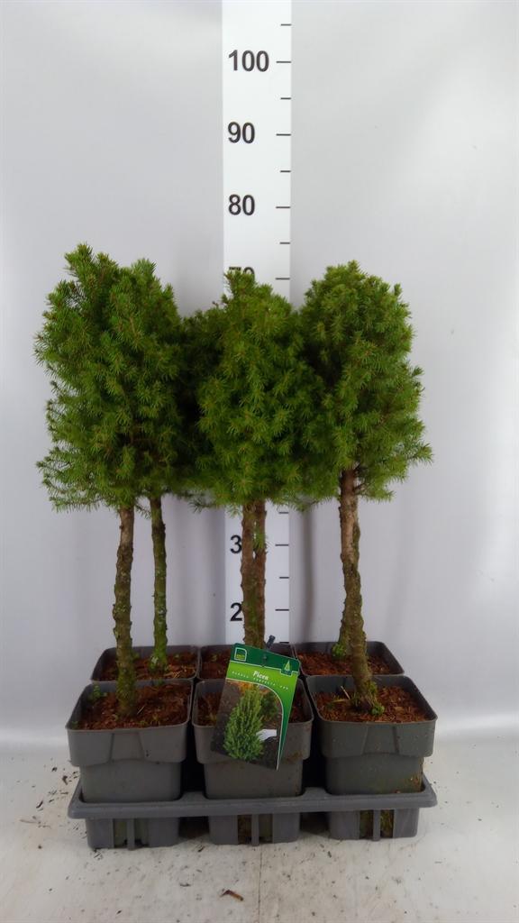 Горшечные цветы и растения оптом Picea Glauca perfecta от 6шт из Голландии с доставкой по России