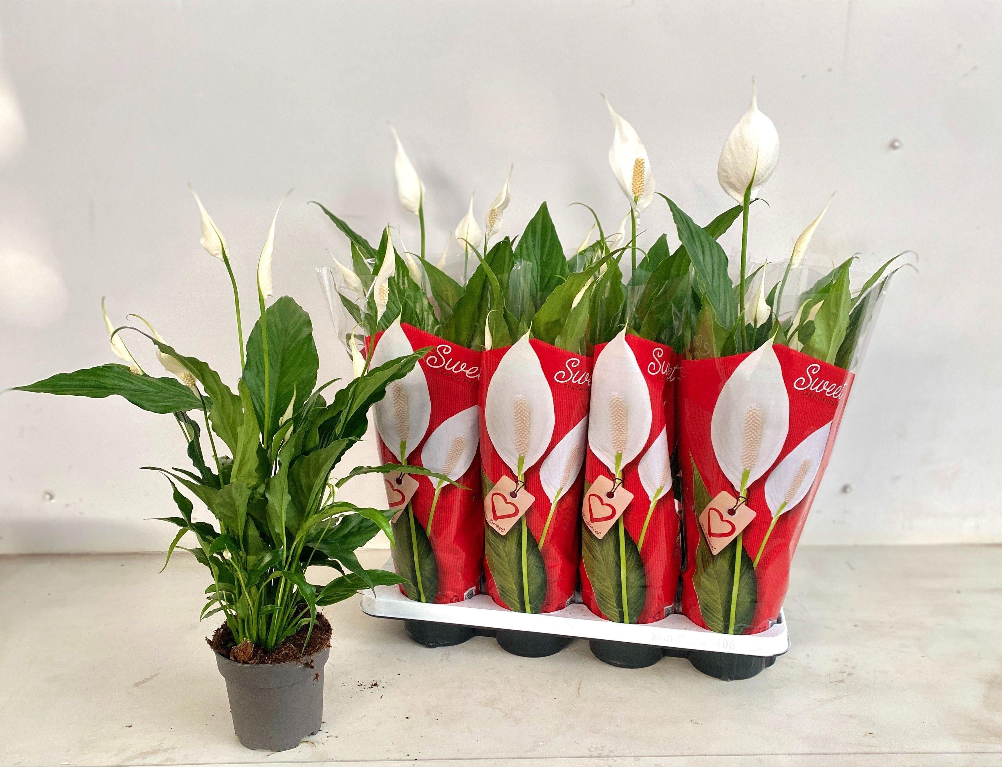 Горшечные цветы и растения оптом Spath Sweet Chico от 8шт из Голландии с доставкой по России