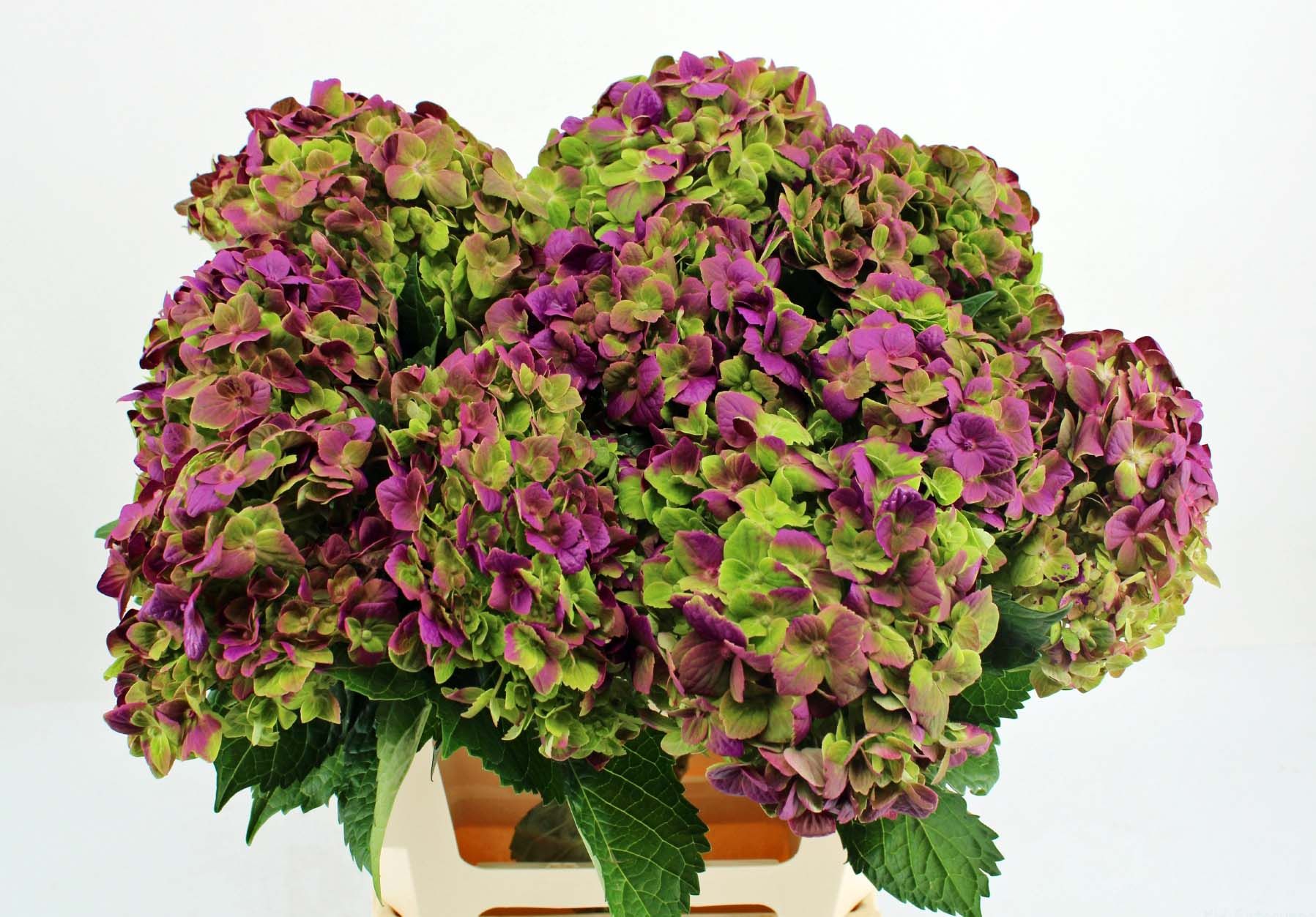 Срезанные цветы оптом Hydrangea paint emerald fuchsia от 10шт из Голландии с доставкой по России