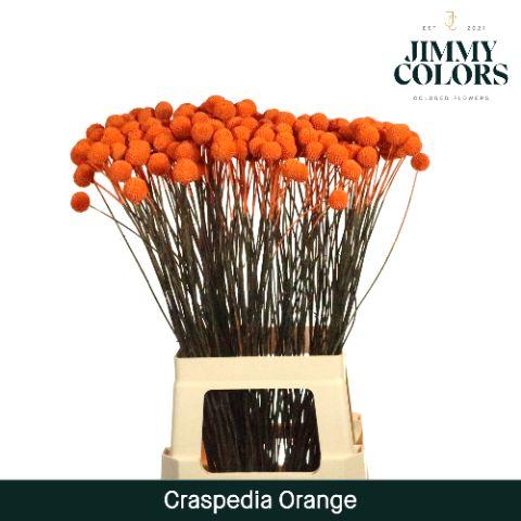 Срезанные цветы оптом Craspedia paint orange от 200шт из Голландии с доставкой по России