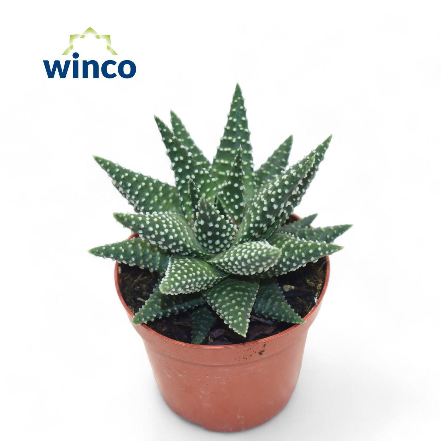Горшечные цветы и растения оптом Haworthia Margaritifera от 18шт (для телеги) из Голландии с доставкой по России