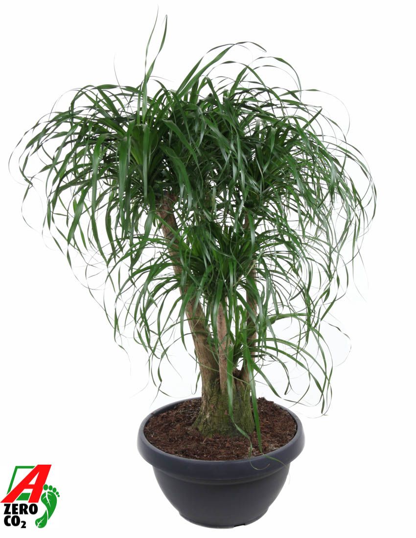 Горшечные цветы и растения оптом Beaucarnea Branched Bowl от 1шт из Голландии с доставкой по России