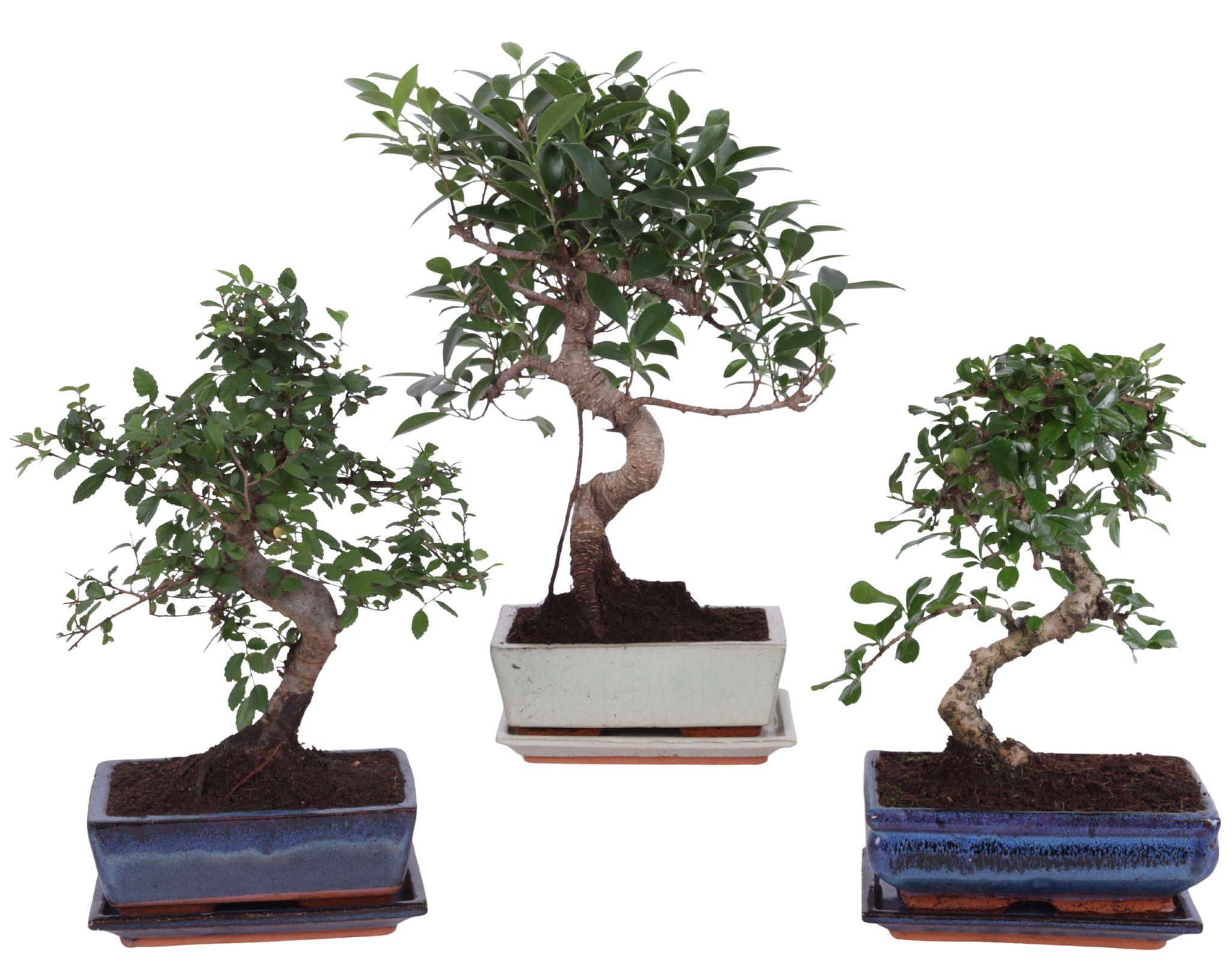 Горшечные цветы и растения оптом Bonsai Mix In Ceramic S-shape With Saucer от 6шт из Голландии с доставкой по России