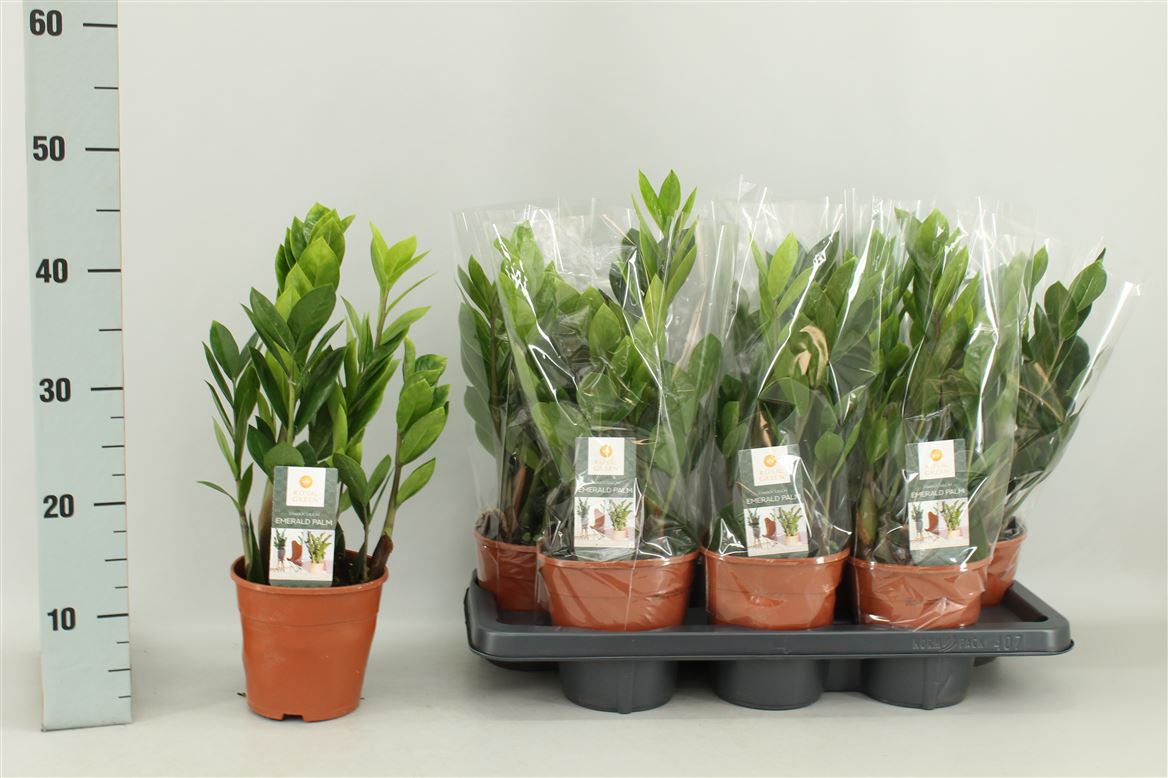 Горшечные цветы и растения оптом Zamioculcas 4+ от 7шт из Голландии с доставкой по России