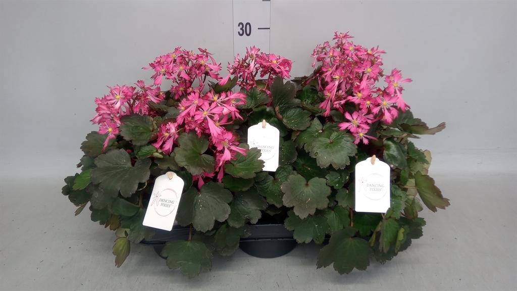 Горшечные цветы и растения оптом Saxifraga Cor. danc Pixies Toni от 5шт из Голландии с доставкой по России