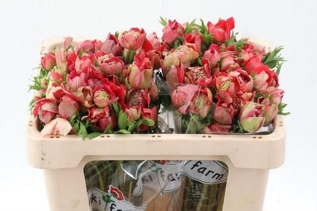 Срезанные цветы оптом Anemone levante rosso от 100шт из Голландии с доставкой по России