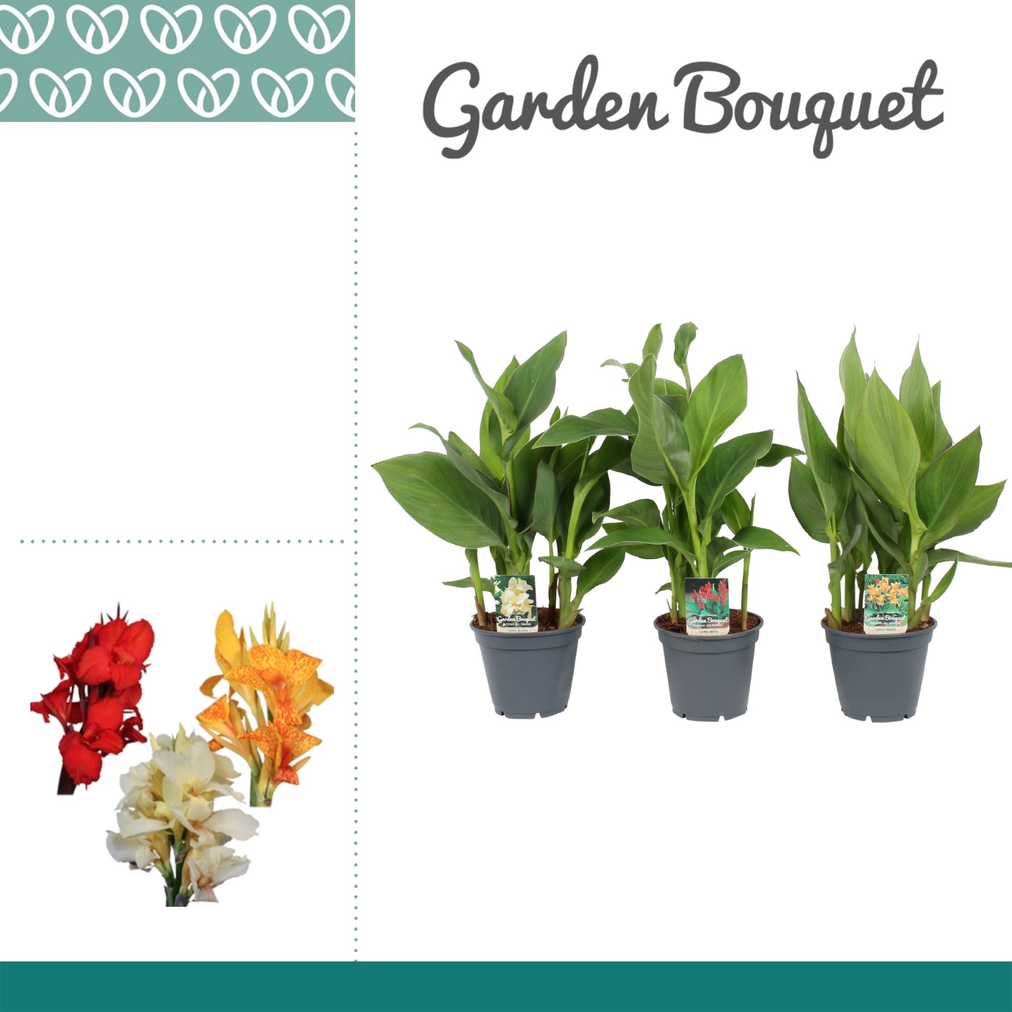 Горшечные цветы и растения оптом Canna Mix No Flower от 6шт из Голландии с доставкой по России