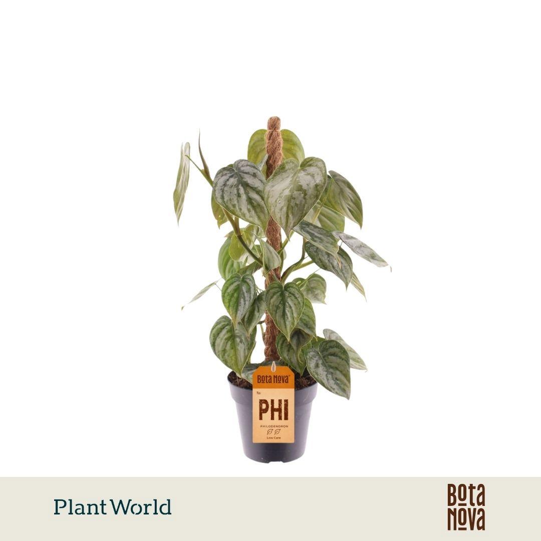 Горшечные цветы и растения оптом Philodendron Brandtianum Mosspole от 10шт из Голландии с доставкой по России