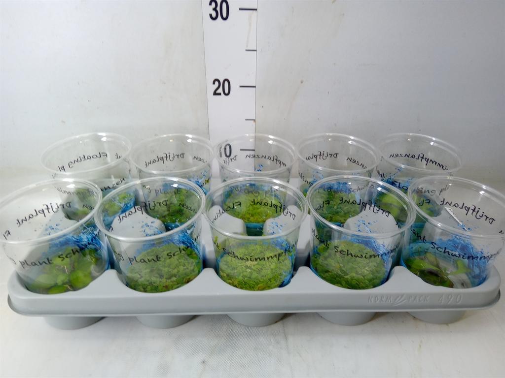 Горшечные цветы и растения оптом Drijfplanten   ...mix от 10шт из Голландии с доставкой по России