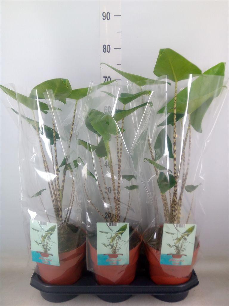 Горшечные цветы и растения оптом Alocasia Zebrina от 3шт (для телеги) из Голландии с доставкой по России