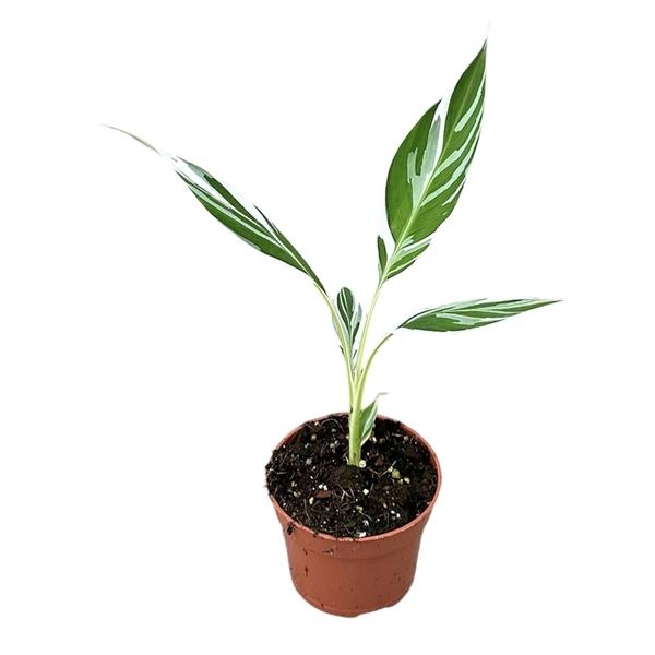 Горшечные цветы и растения оптом Musa Florida Variegata от 1шт из Голландии с доставкой по России