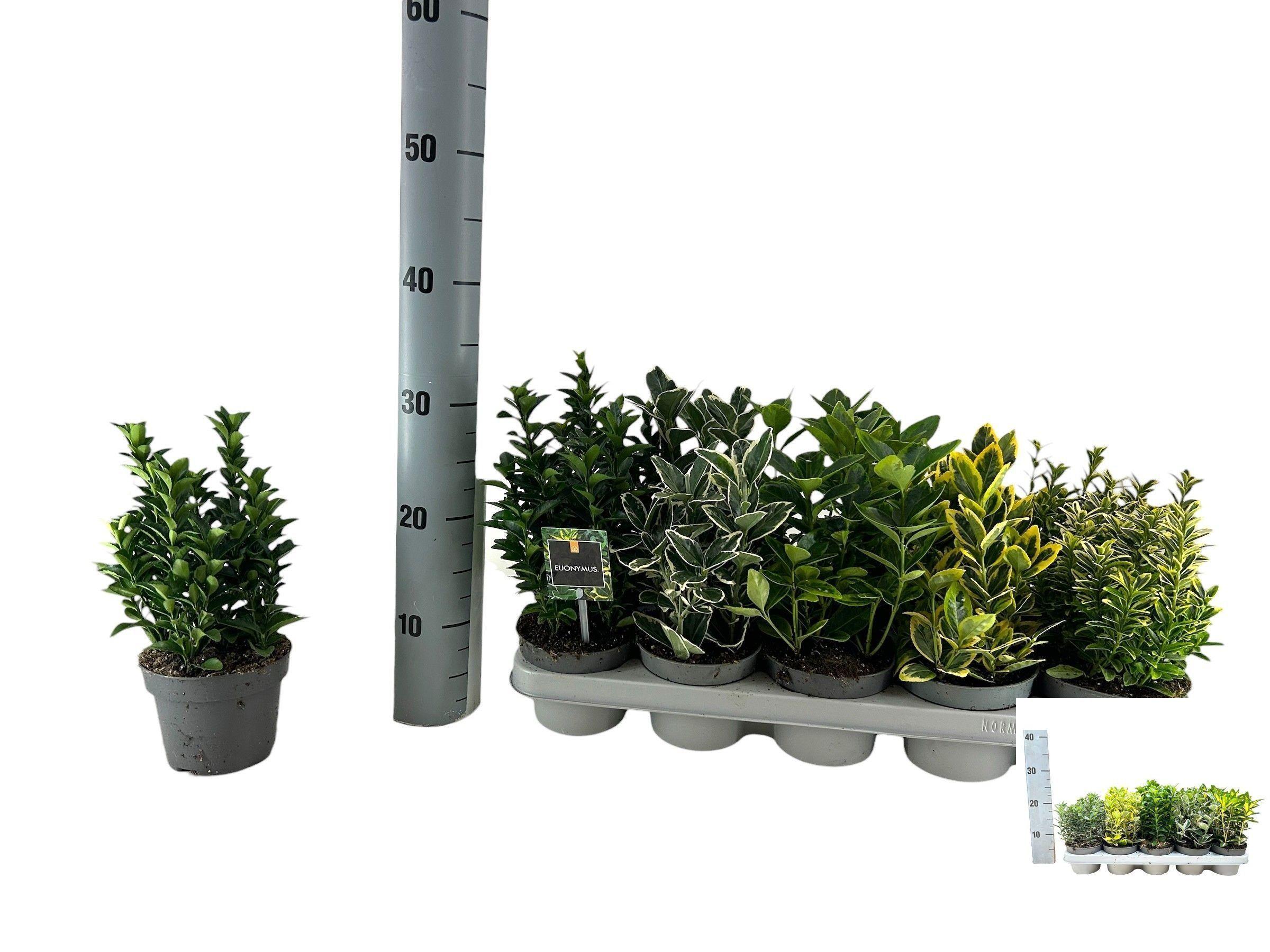 Горшечные цветы и растения оптом Euonymus Jap Gem от 10шт из Голландии с доставкой по России