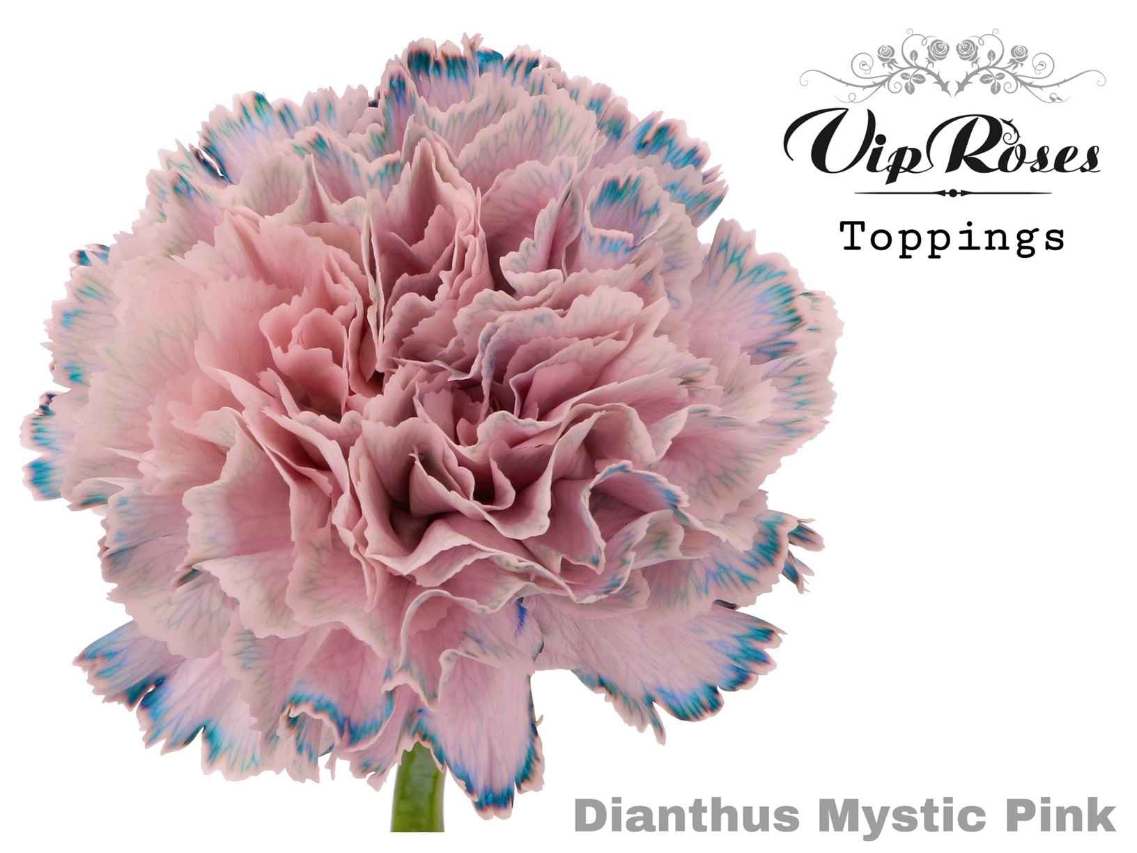 Срезанные цветы оптом Dianthus st paint mystic pink от 40шт из Голландии с доставкой по России