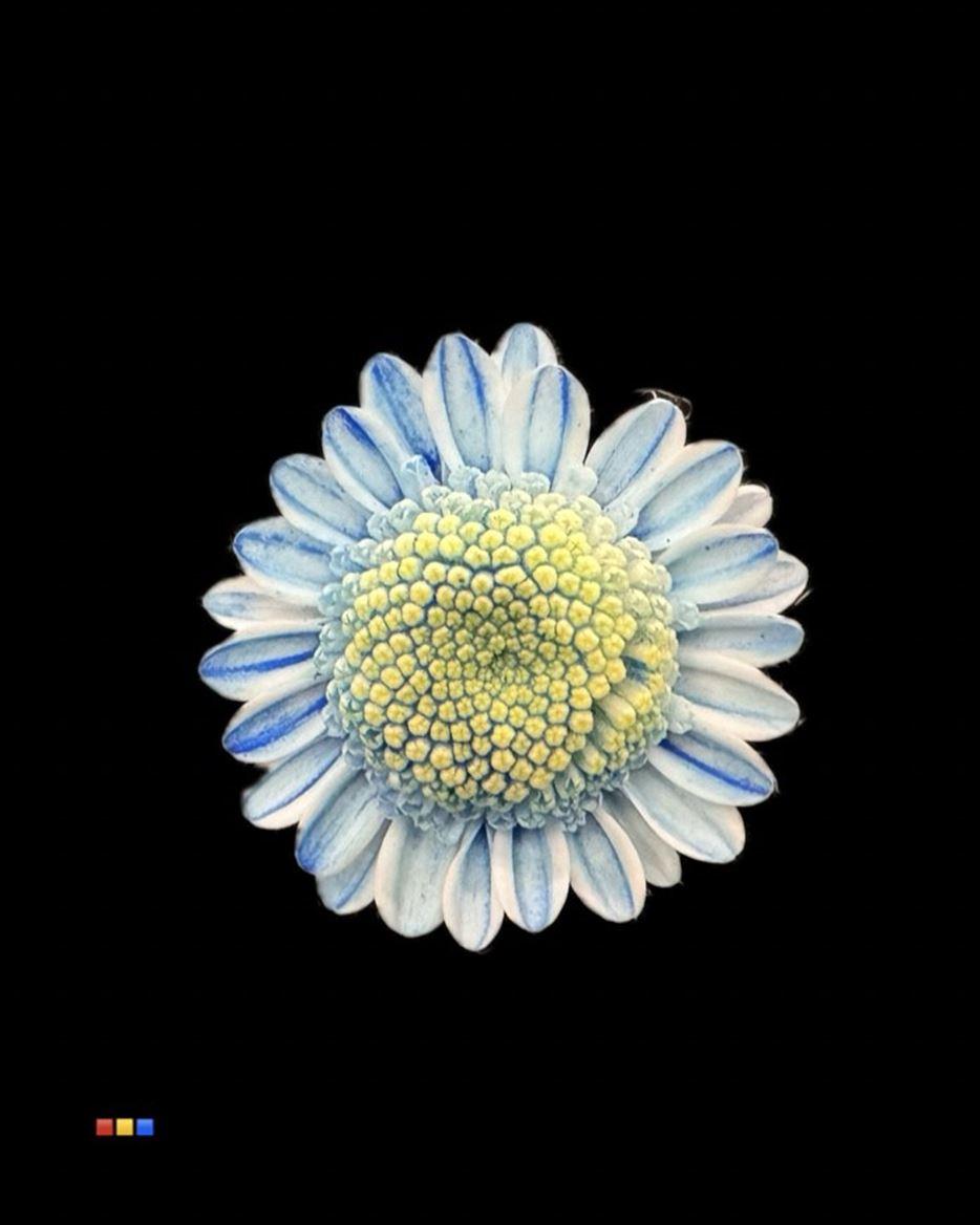 Срезанные цветы оптом Chrys sp paint stallion dusty blue от 60шт из Голландии с доставкой по России