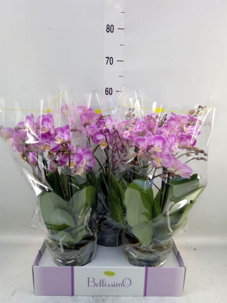 Горшечные цветы и растения оптом Phal 2st Aromio Fresh ( Opti ) от 3шт из Голландии с доставкой по России