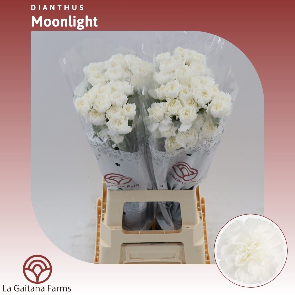 Срезанные цветы оптом Dianthus st moonlight (white) от 80шт из Голландии с доставкой по России