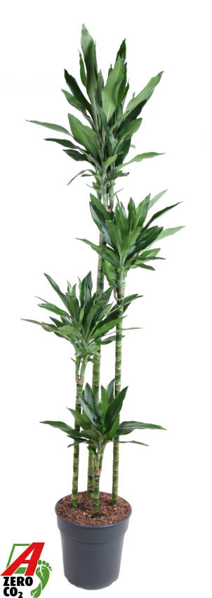 Горшечные цветы и растения оптом Drac Janet Lind 120-90-60-30 от 1шт из Голландии с доставкой по России