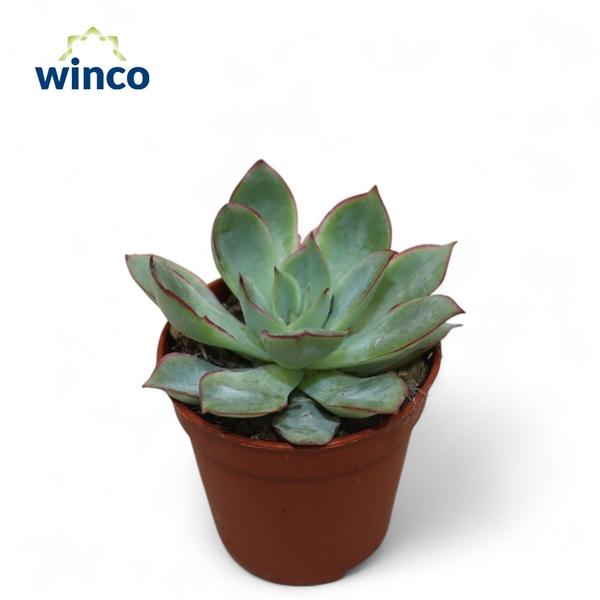 Горшечные цветы и растения оптом Echeveria California Queen от 20шт (для телеги) из Голландии с доставкой по России