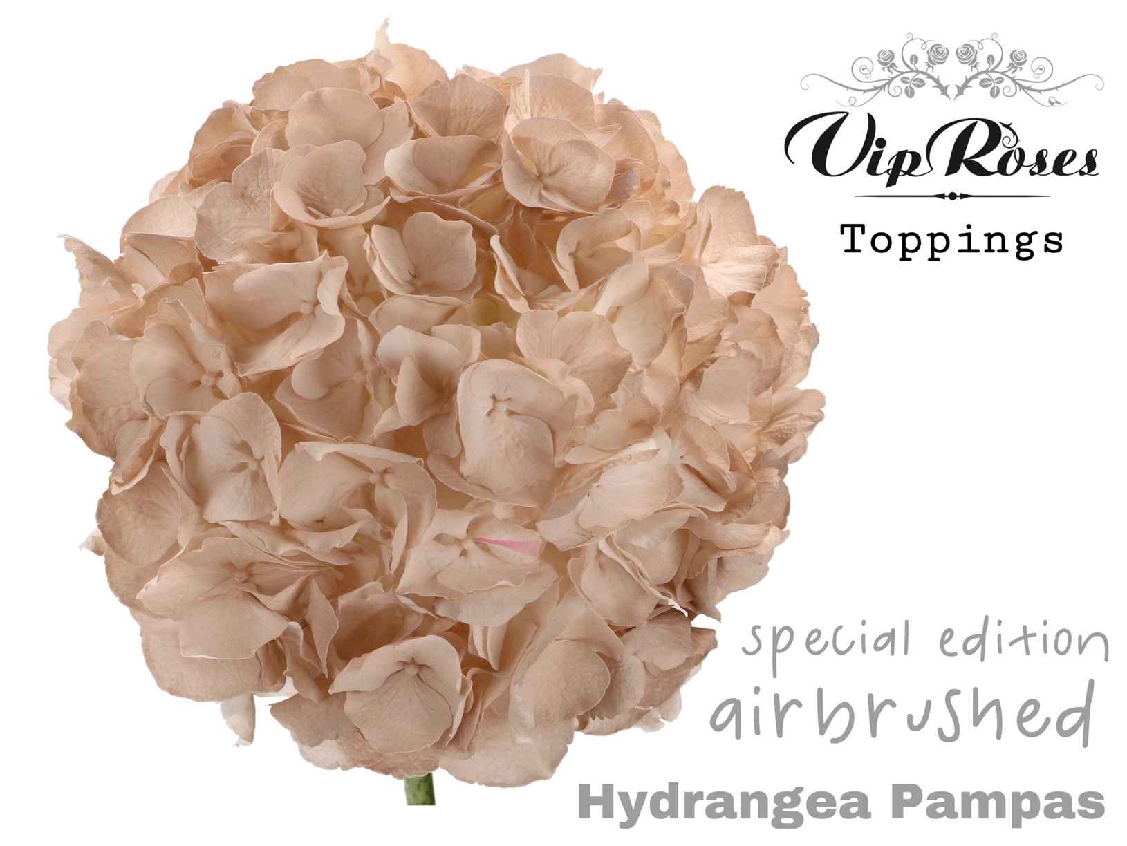 Срезанные цветы оптом Hydrangea paint pampas от 10шт из Голландии с доставкой по России