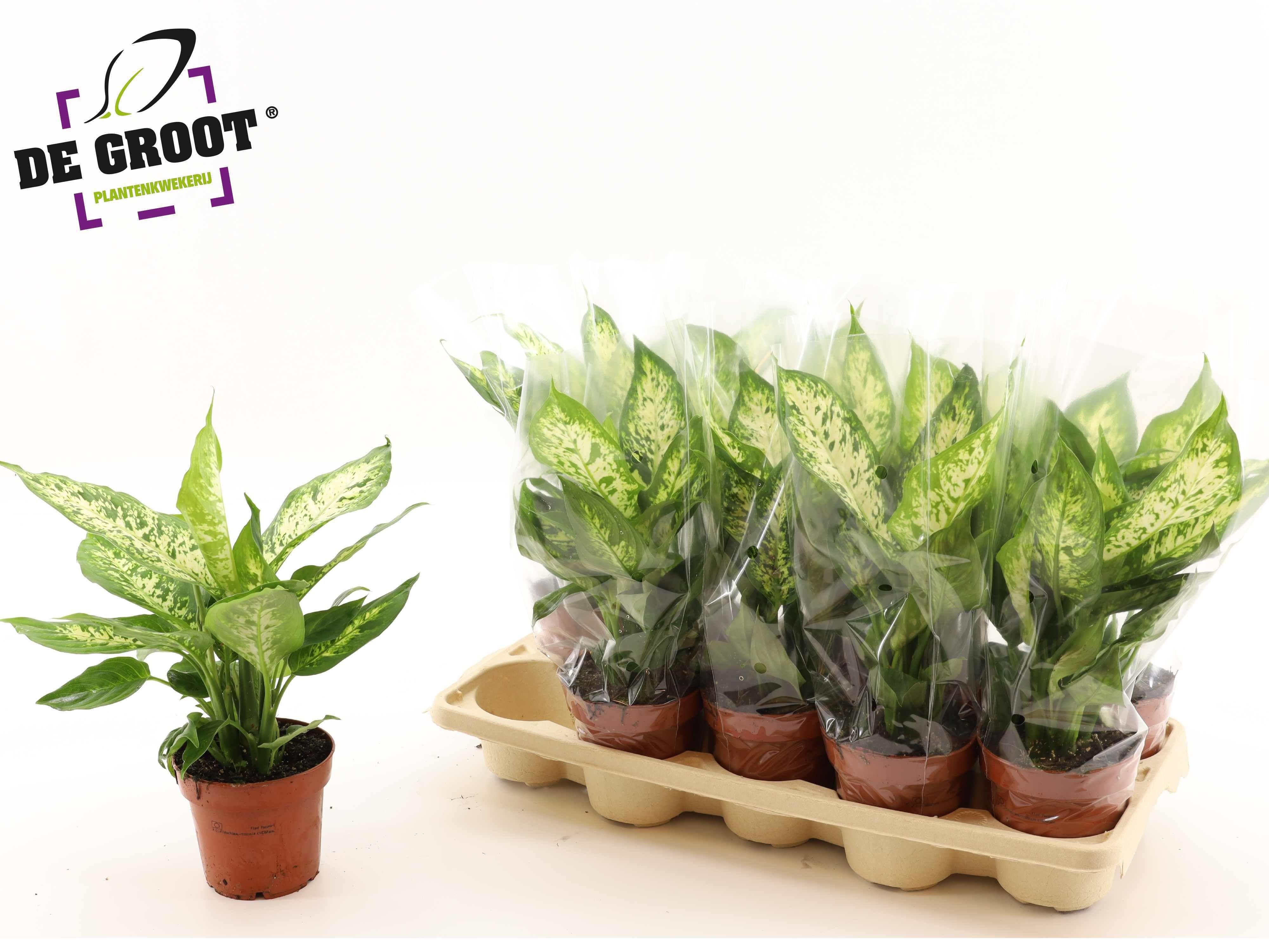Горшечные цветы и растения оптом Dieff Compacta от 10шт из Голландии с доставкой по России