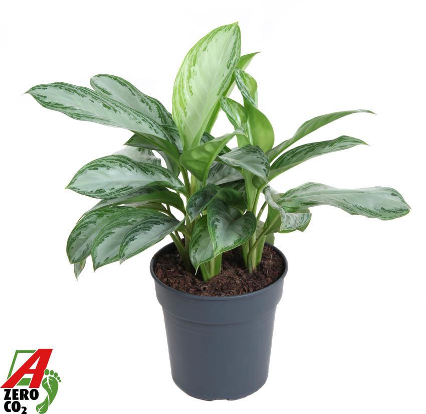 Горшечные цветы и растения оптом Aglaonema Silver Bay от 1шт из Голландии с доставкой по России