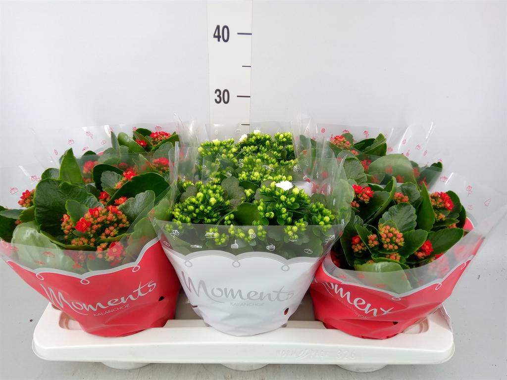 Горшечные цветы и растения оптом Kalanchoe Blos.   ..rosebud Mix  2 от 6шт из Голландии с доставкой по России