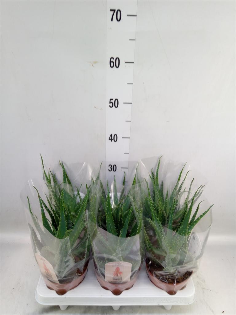 Горшечные цветы и растения оптом Aloe Arborescens от 6шт из Голландии с доставкой по России