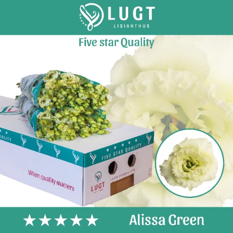 Срезанные цветы оптом Lisianthus do alissa green от 140шт из Голландии с доставкой по России