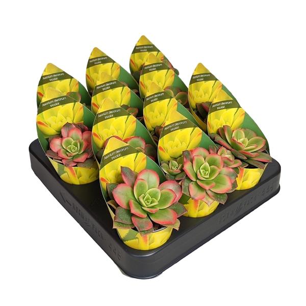 Горшечные цветы и растения оптом Aeonium Decorum Tricolor Potcover от 12шт (для телеги) из Голландии с доставкой по России