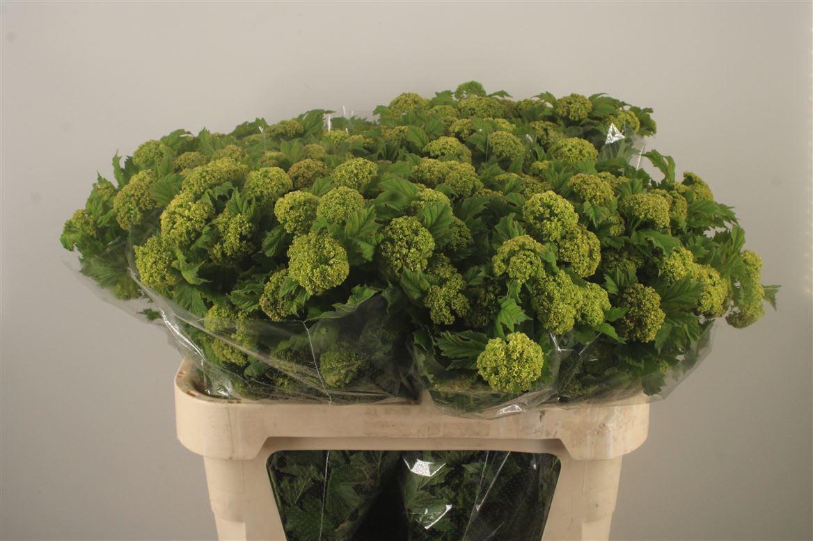 Срезанные цветы оптом Viburnum roseum от 60шт. из Голландии с доставкой по России