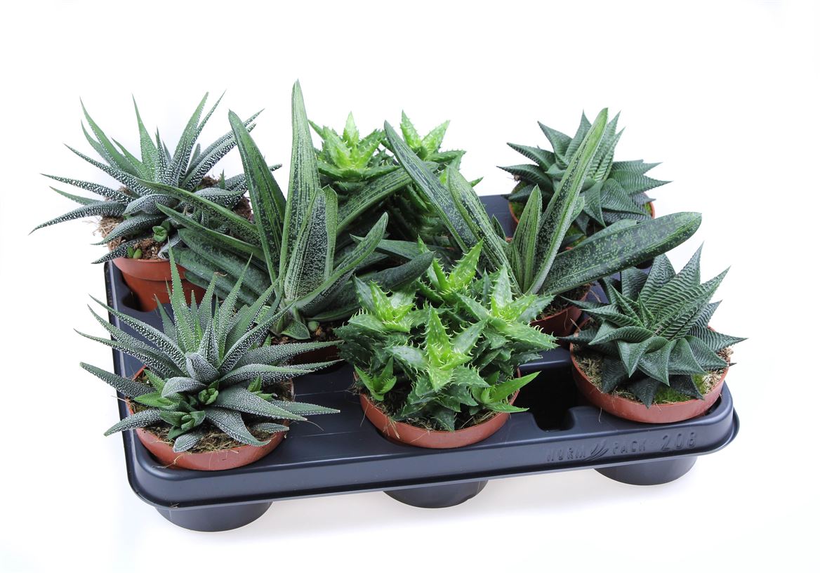 Горшечные цветы и растения оптом Aloe Haworthia Mix от 8шт из Голландии с доставкой по России