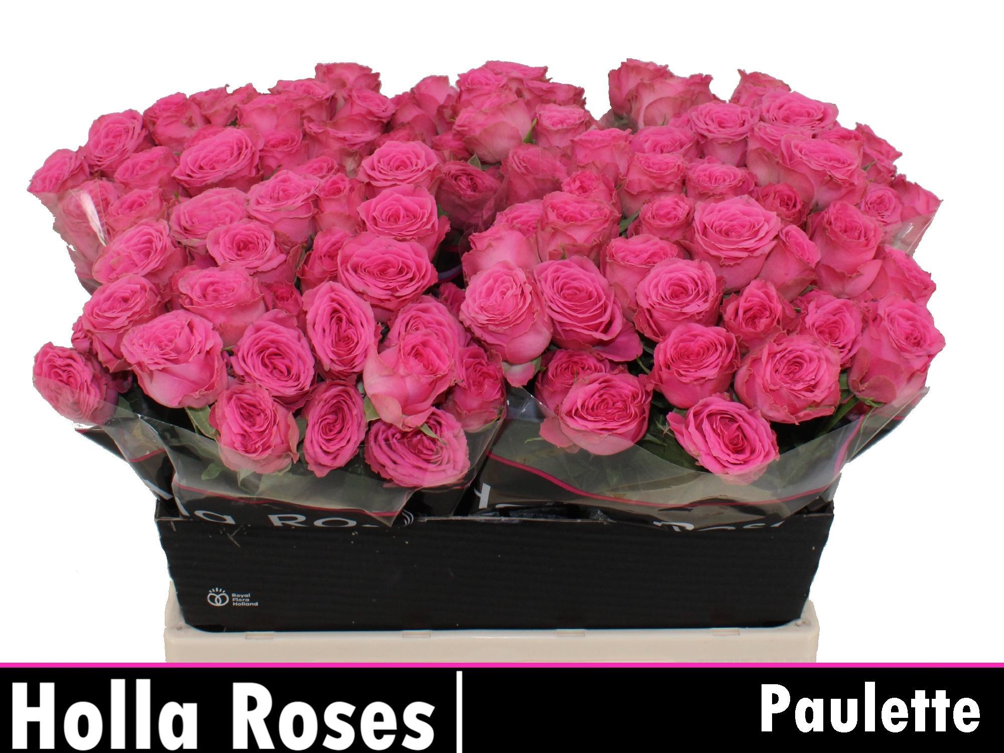 Срезанные цветы оптом Rosa spray paulette! от 40шт из Голландии с доставкой по России