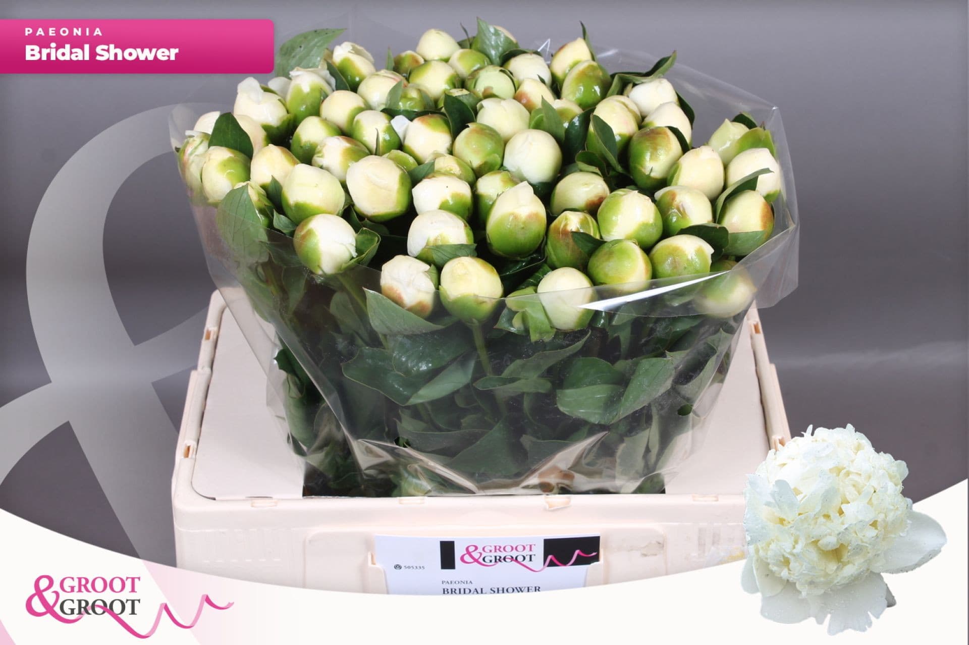 Срезанные цветы оптом Paeonia bridal shower от 60шт из Голландии с доставкой по России
