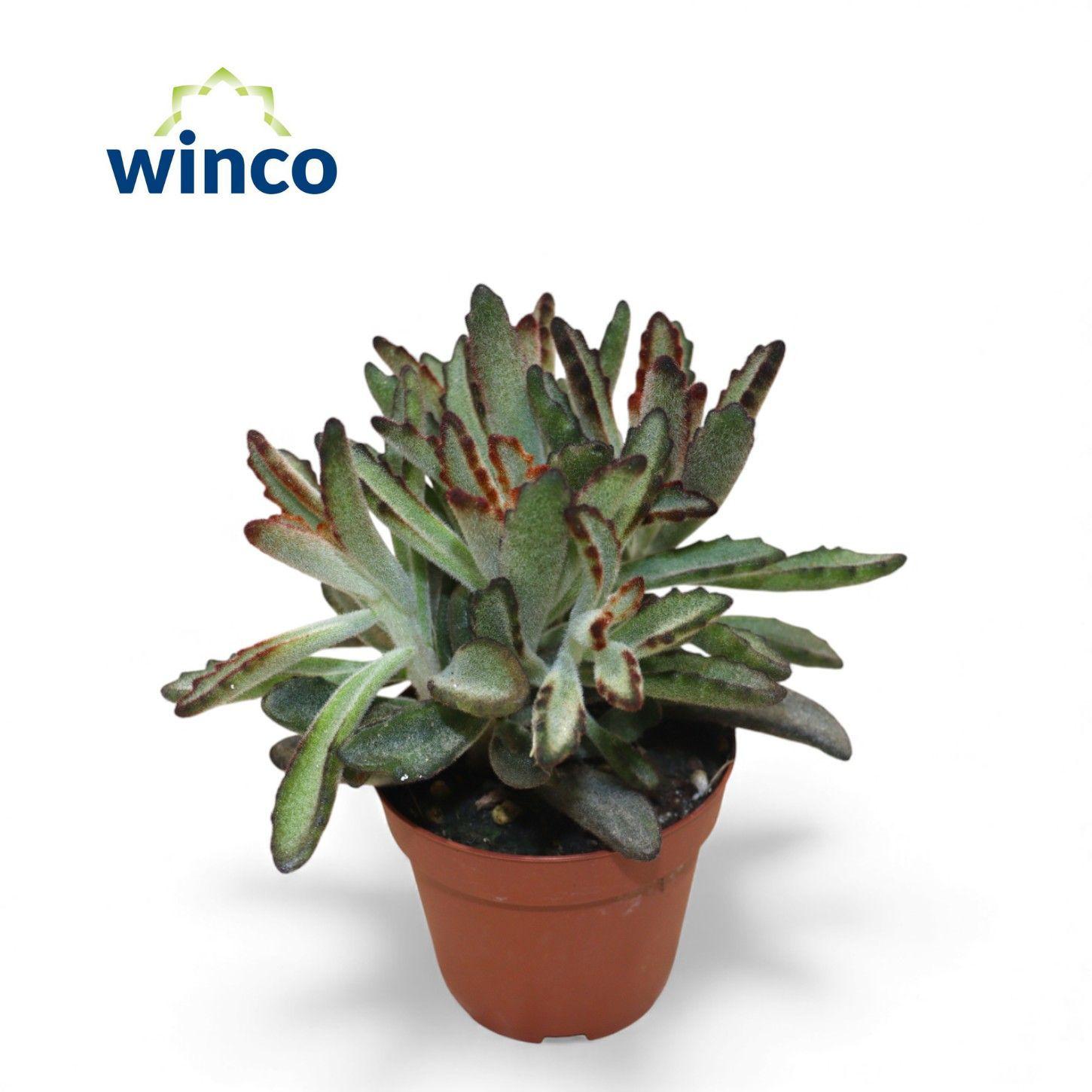 Горшечные цветы и растения оптом Kalanchoe Tomentosa Nigra от 18шт (для телеги) из Голландии с доставкой по России
