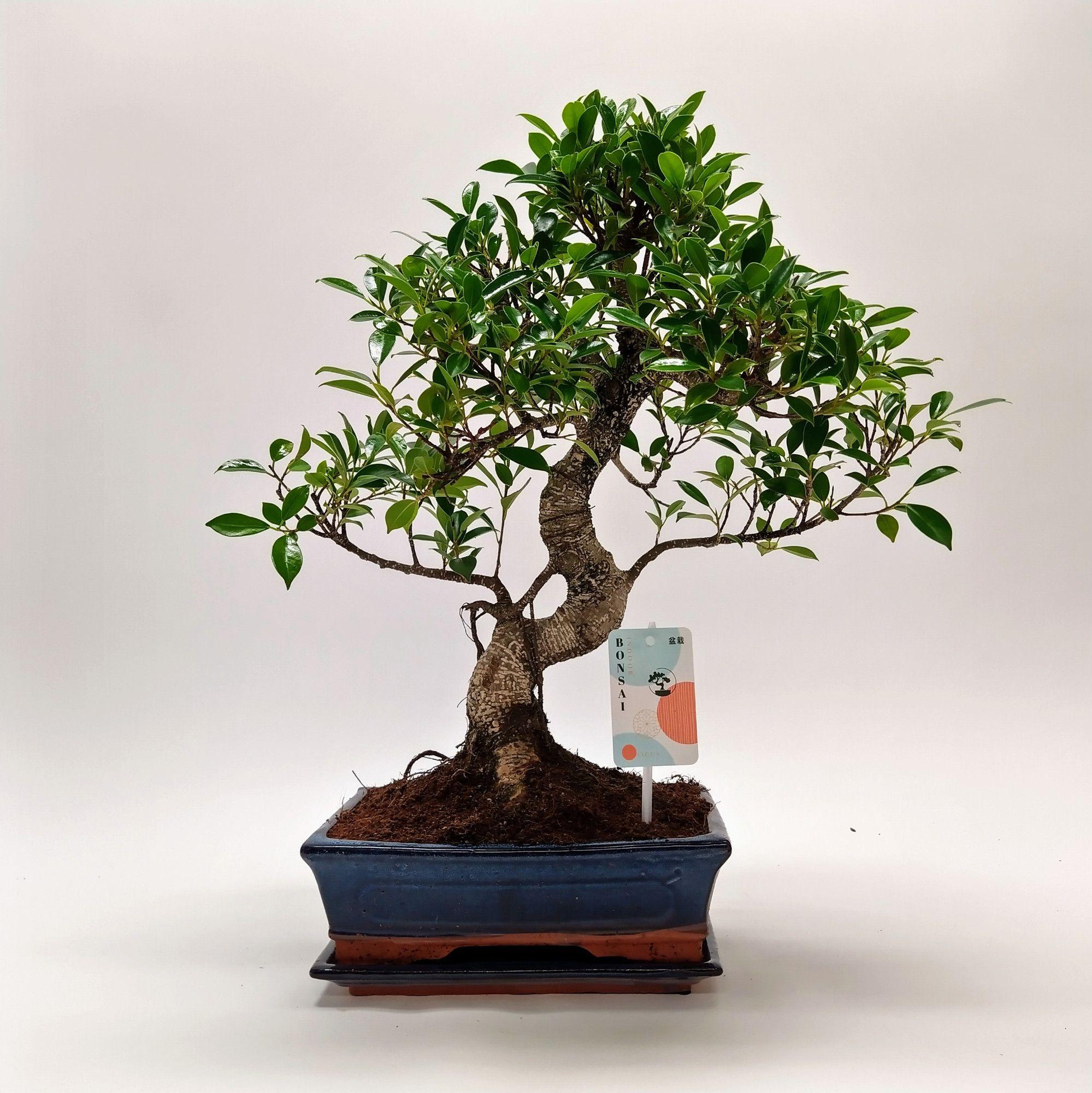 Горшечные цветы и растения оптом Bonsai Ficus Retusa Traditional от 4шт из Голландии с доставкой по России