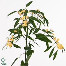 Срезанные цветы оптом Euphorbia fu cognac baron от 60шт из Голландии с доставкой по России Срезанные цветы оптом Euphorbia fu cognac baron от 60шт из Голландии с доставкой по России