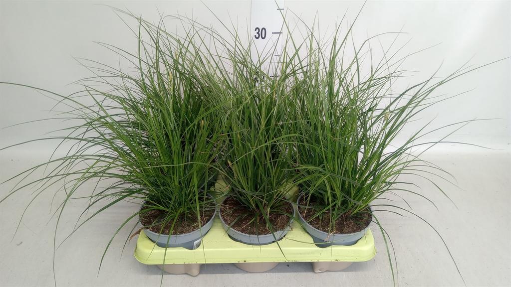 Горшечные цветы и растения оптом Carex Brunnea от 6шт из Голландии с доставкой по России