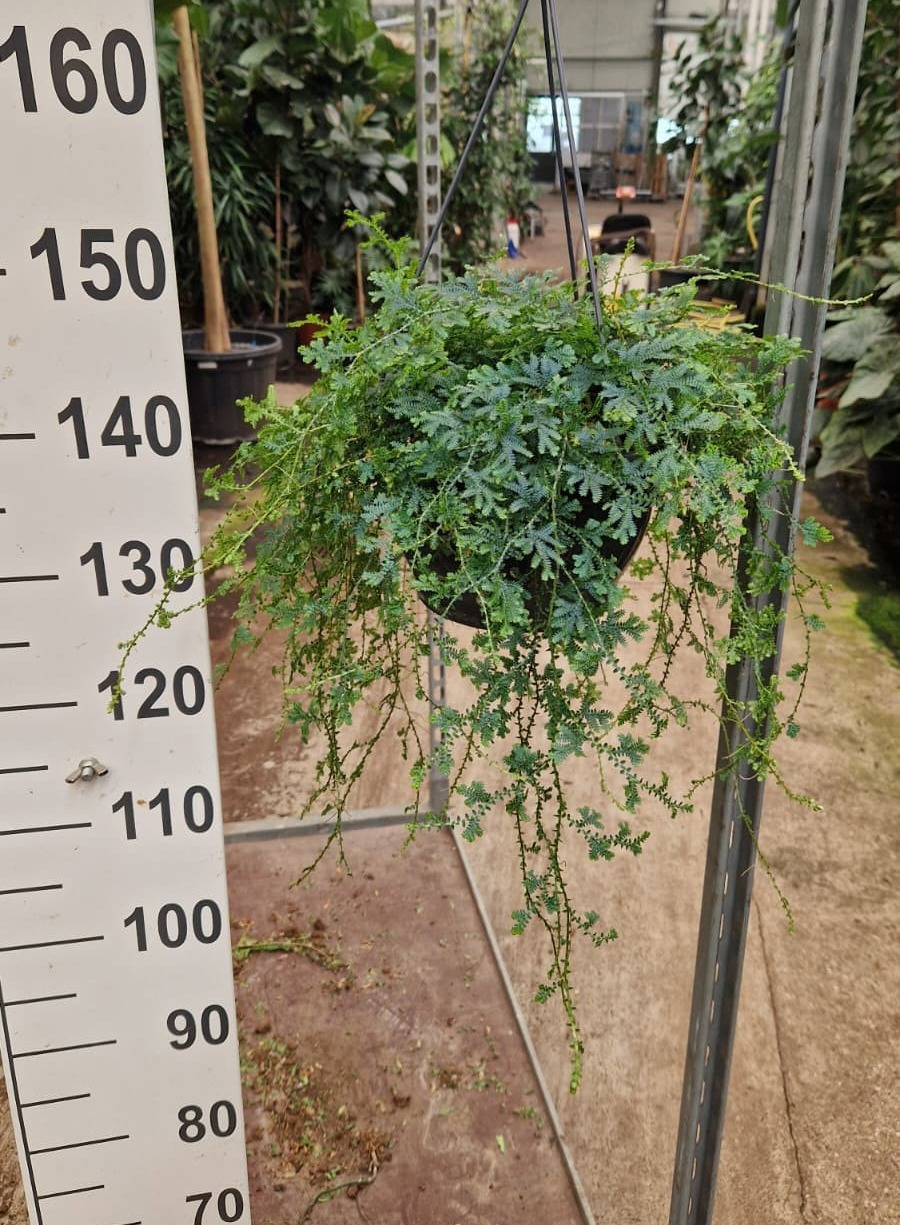 Горшечные цветы и растения оптом Selaginella Uncinata Hangplant от 2шт из Голландии с доставкой по России