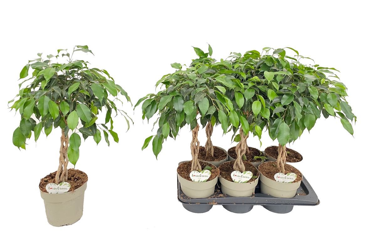 Горшечные цветы и растения оптом Ficus Be Obama Twisted Stem от 6шт из Голландии с доставкой по России